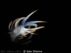 Glow with the flow 

Taken using Canon S120 with  inon ... by Ajiex Dharma 